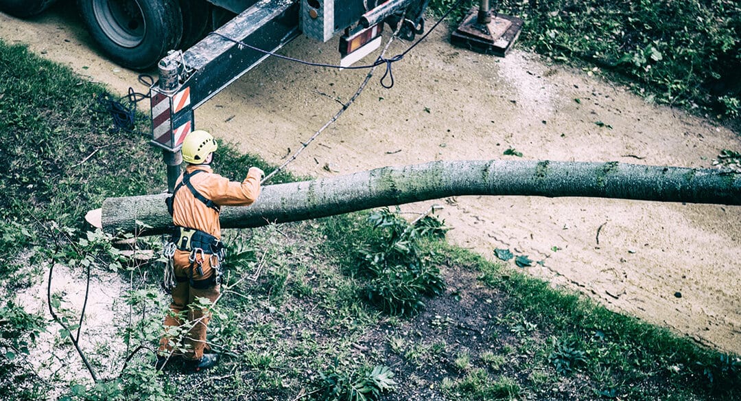 When It’s Time to Call a Tree Expert for Branch or Tree Removal