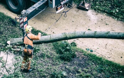 When It’s Time to Call a Tree Expert for Branch or Tree Removal