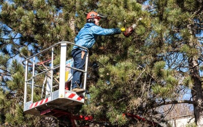 Why Summer Tree Trimming Is the Best Way to Manage Excess Growth