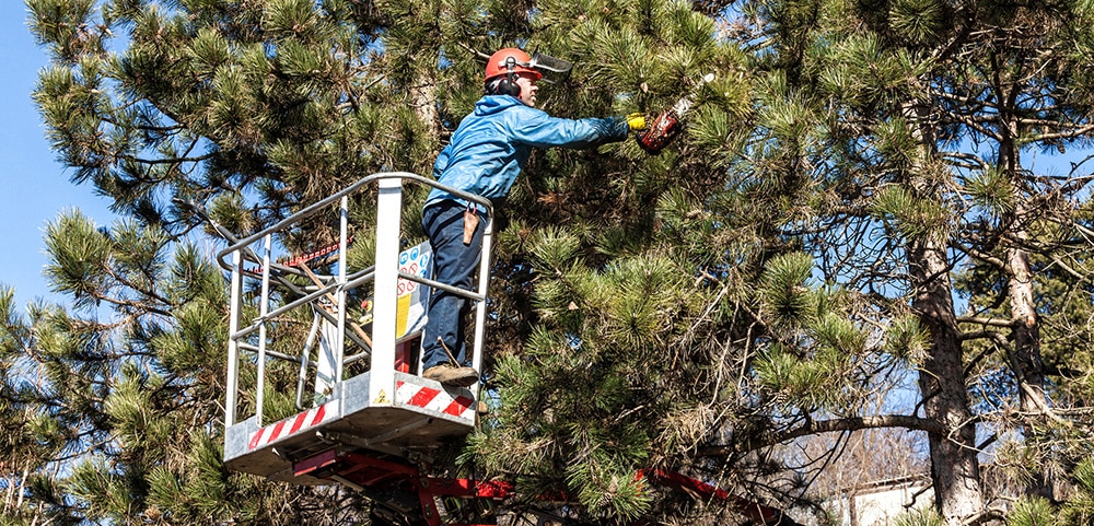Why Summer Tree Trimming Is the Best Way to Manage Excess Growth