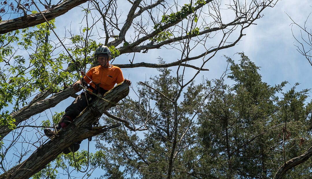 Hazardous Tree Removal Done Safely and Easily