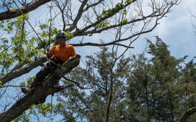 Hazardous Tree Removal Done Safely and Easily