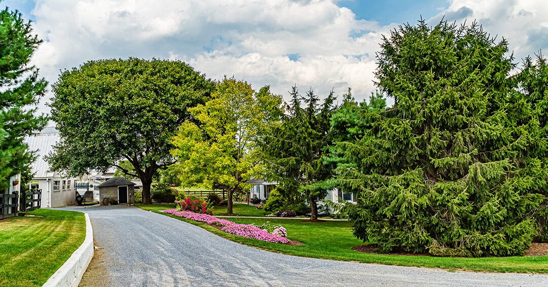 Getting your trees ready for this summer