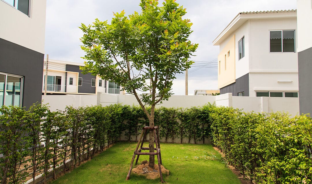 How Healthy Trees Can Transform and Strengthen Your Landscape