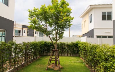 How Healthy Trees Can Transform and Strengthen Your Landscape
