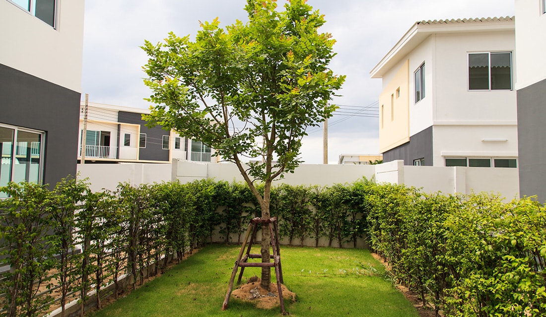 How Healthy Trees Can Transform and Strengthen Your Landscape | Mercer ...