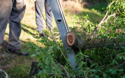 Tree Removal vs. Tree Trimming: What Is Right for Your Texas Property?