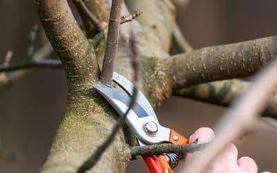 Tree Pruning vs. Tree Trimming: What Texas Homeowners Should Know