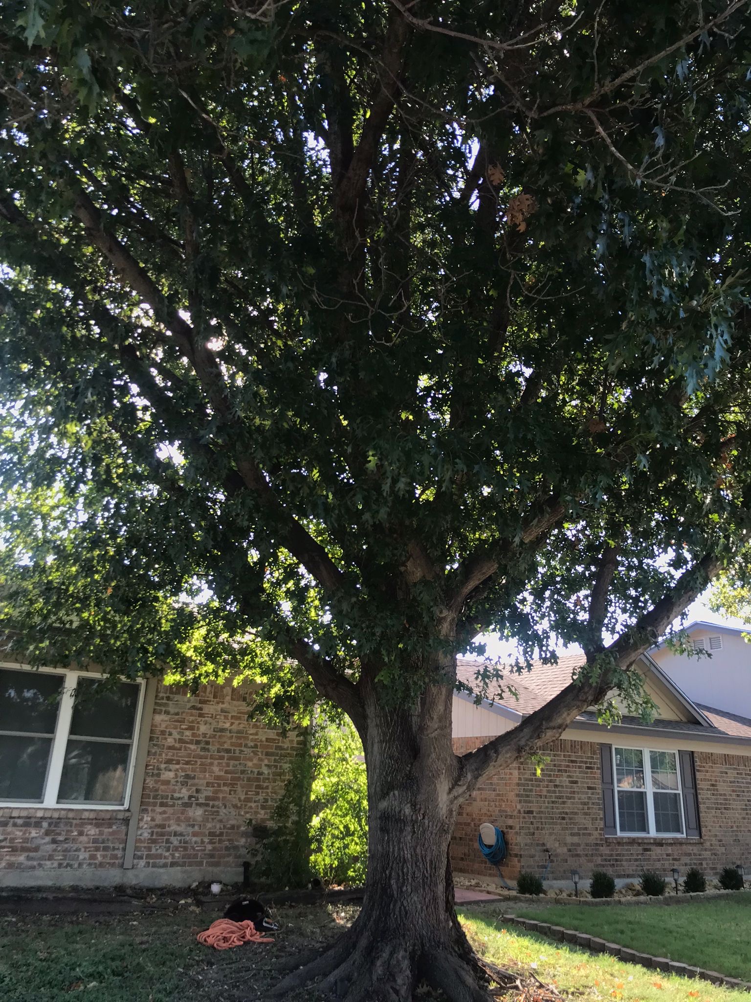 A crew member and trees and shrubs during commercial tree service in Wake Forest, NC