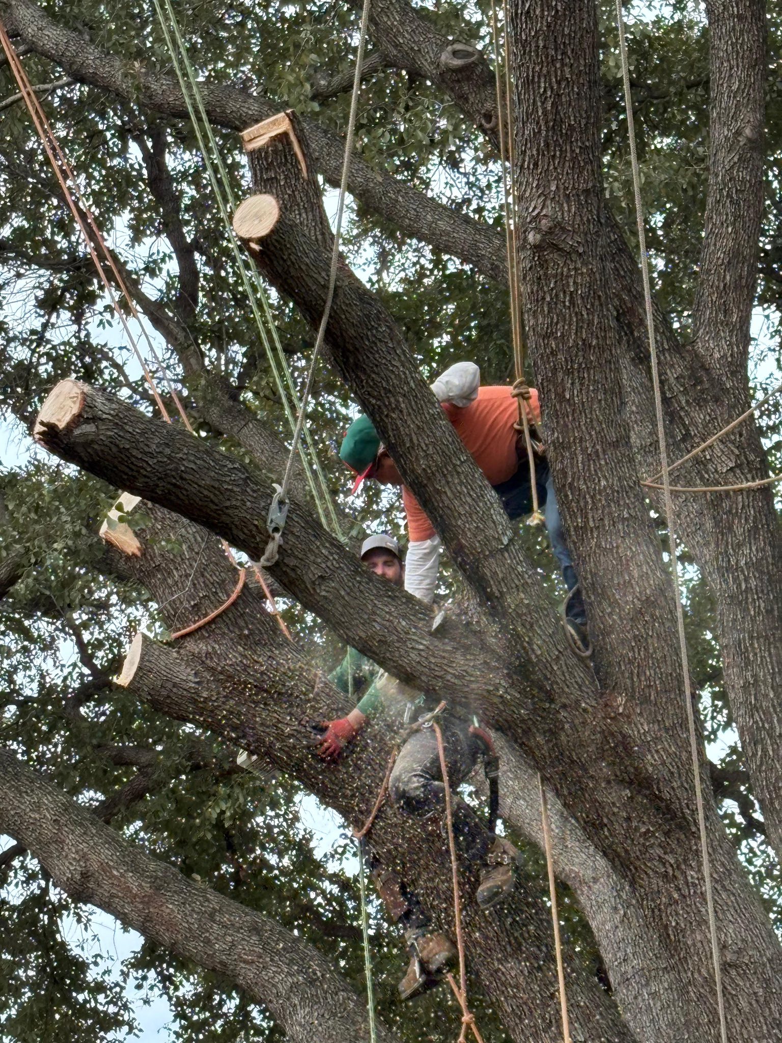 A crew member and trees and shrubs during commercial tree service in Wake Forest, NC