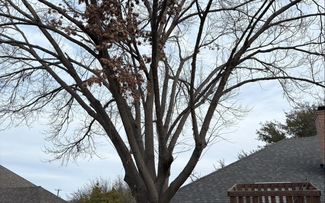 Mercer Tree Service Makes a Euless, TX, Backyard Safer With Oak Tree Removal