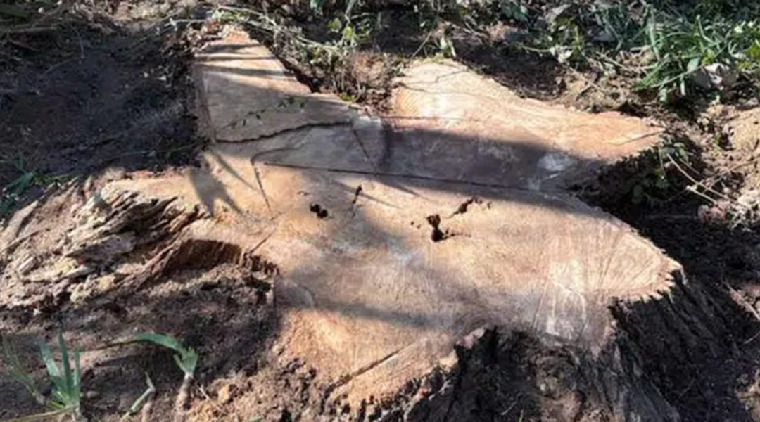 Can a Tree Grow Back From a Stump in Aledo, TX?