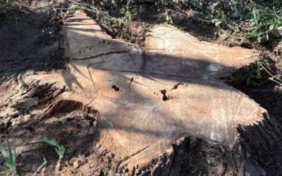 Can a Tree Grow Back From a Stump in Aledo, TX?