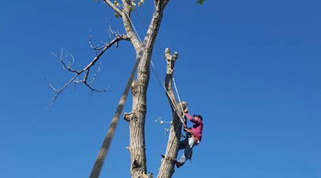 How Often Should You Trim Your Trees?