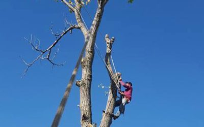 How Often Should You Trim Your Trees?