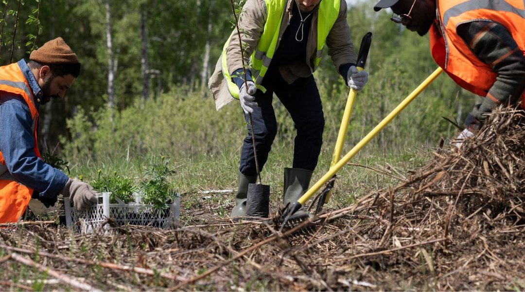 Common Land Clearing Mistakes and How To Avoid Them