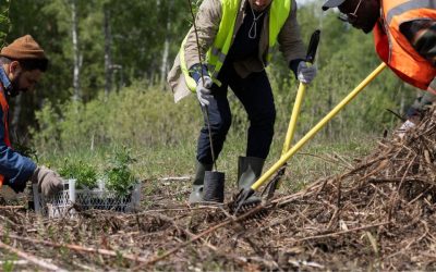 Common Land Clearing Mistakes and How To Avoid Them