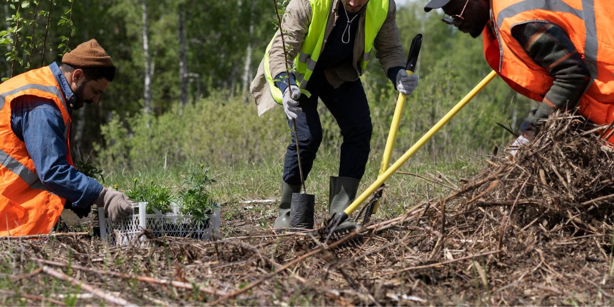 land clearing mistakes