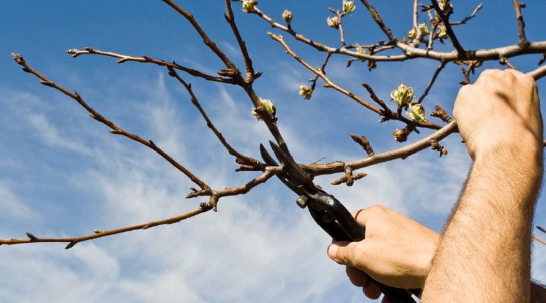 Can Pruning a Tree Kill It in Hurst, TX?