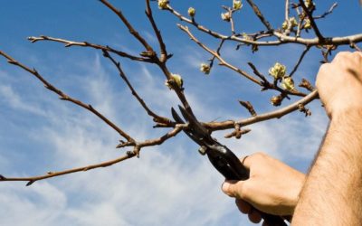 Can Pruning a Tree Kill It in Hurst, TX?