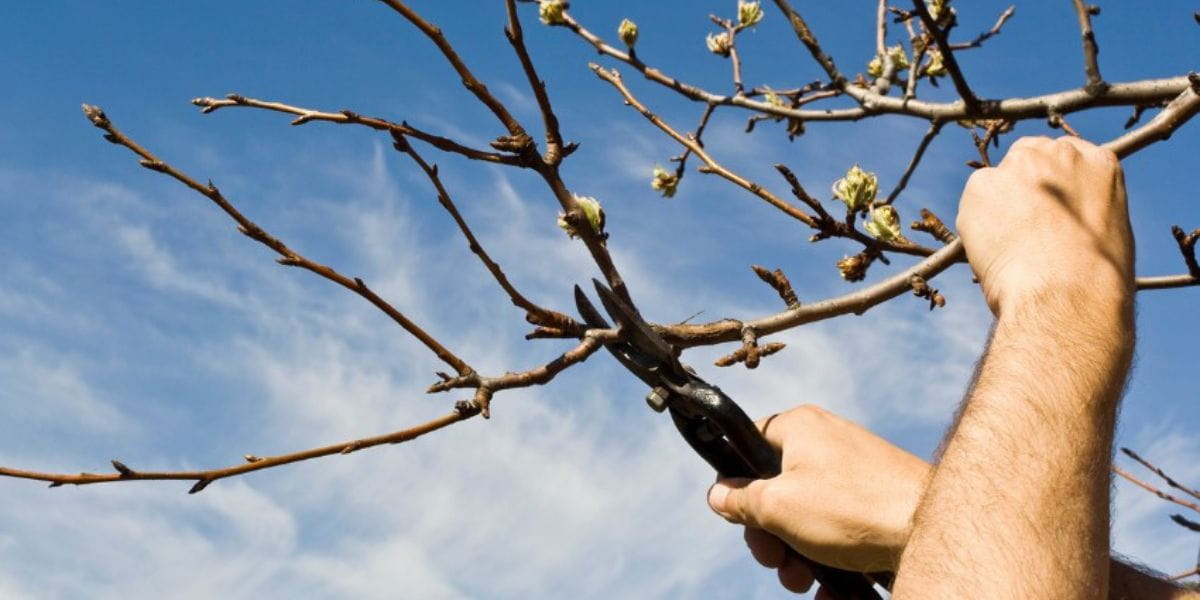 can pruning a tree kill it