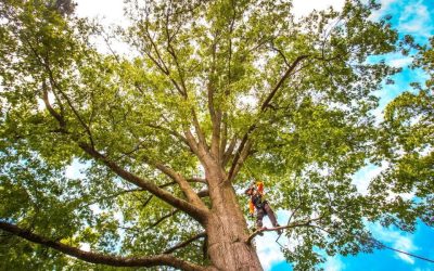 How Long Does It Take To Remove a Tree?
