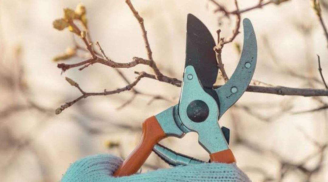 Common Tree Pruning Mistakes To Avoid in Brock, TX