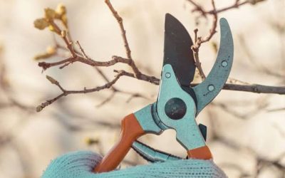 Common Tree Pruning Mistakes To Avoid in Brock, TX
