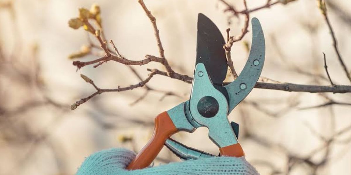 Tree with improperly cut branches showing signs of pruning mistakes and damage | Pruning Mistakes