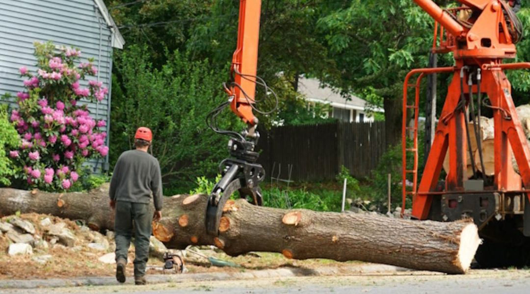 Understanding Different Types of Tree Removal