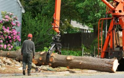 Understanding Different Types of Tree Removal