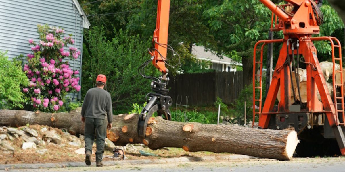 Professional tree removal crew safely removing a large tree using specialized equipment and industry-approved techniques for residential property care