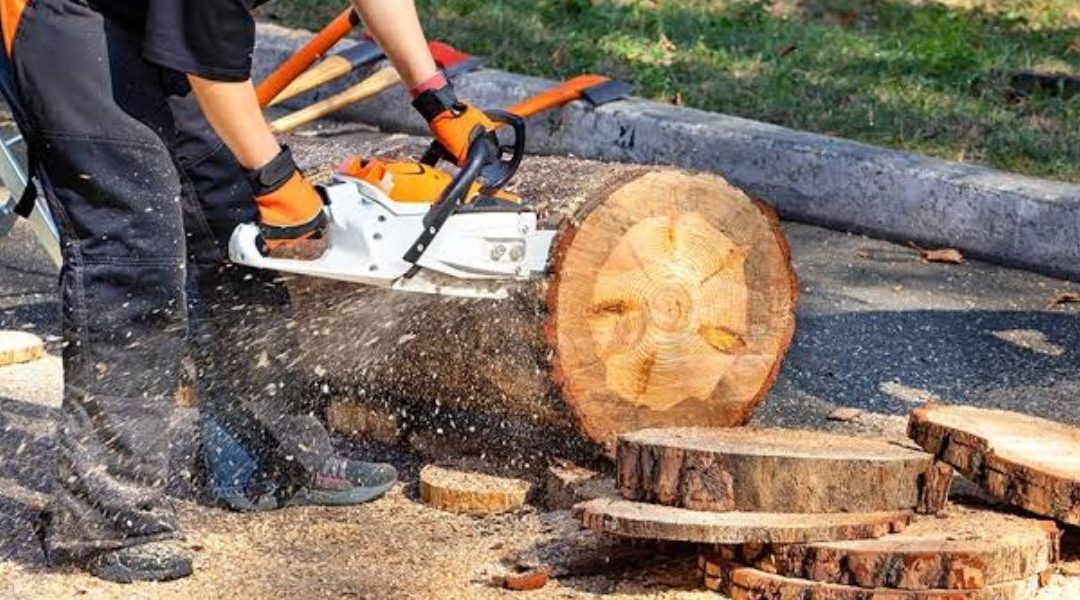 Do You Need a Permit To Remove a Tree?