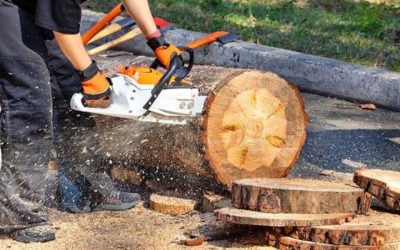 Do You Need a Permit To Remove a Tree?